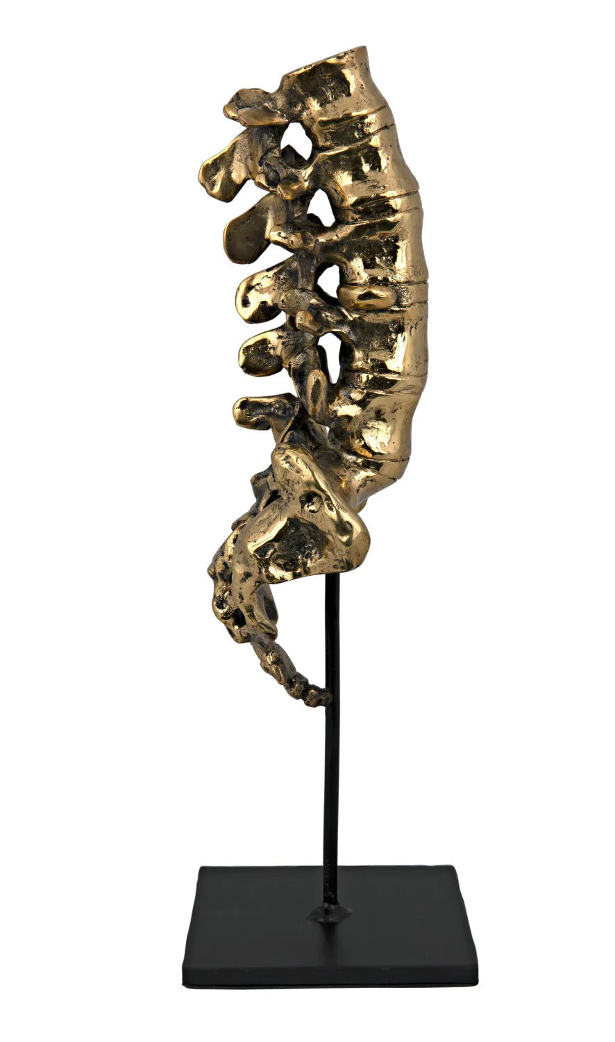 Vertebrae