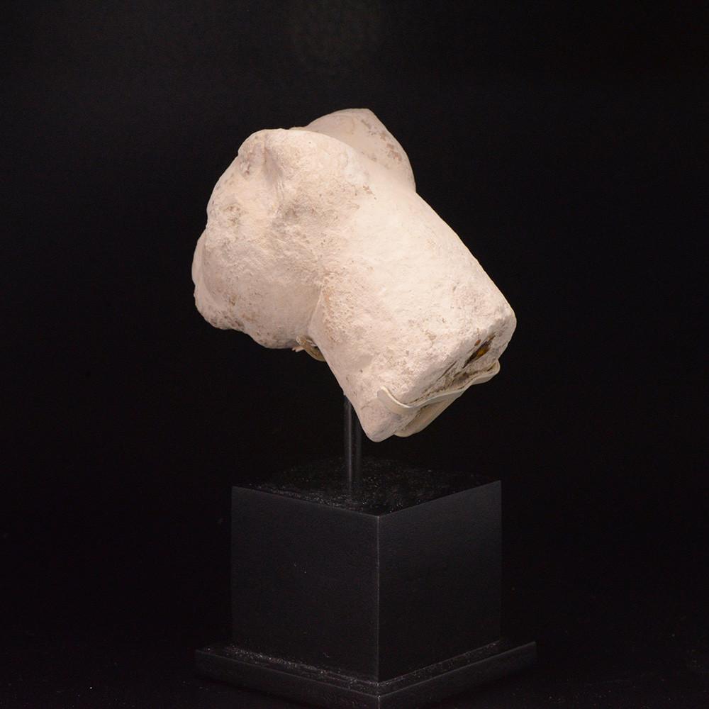 An Egyptian Limestone Head of a Cat, Late - Ptolemaic Period, ca. 664 - 332 BCE