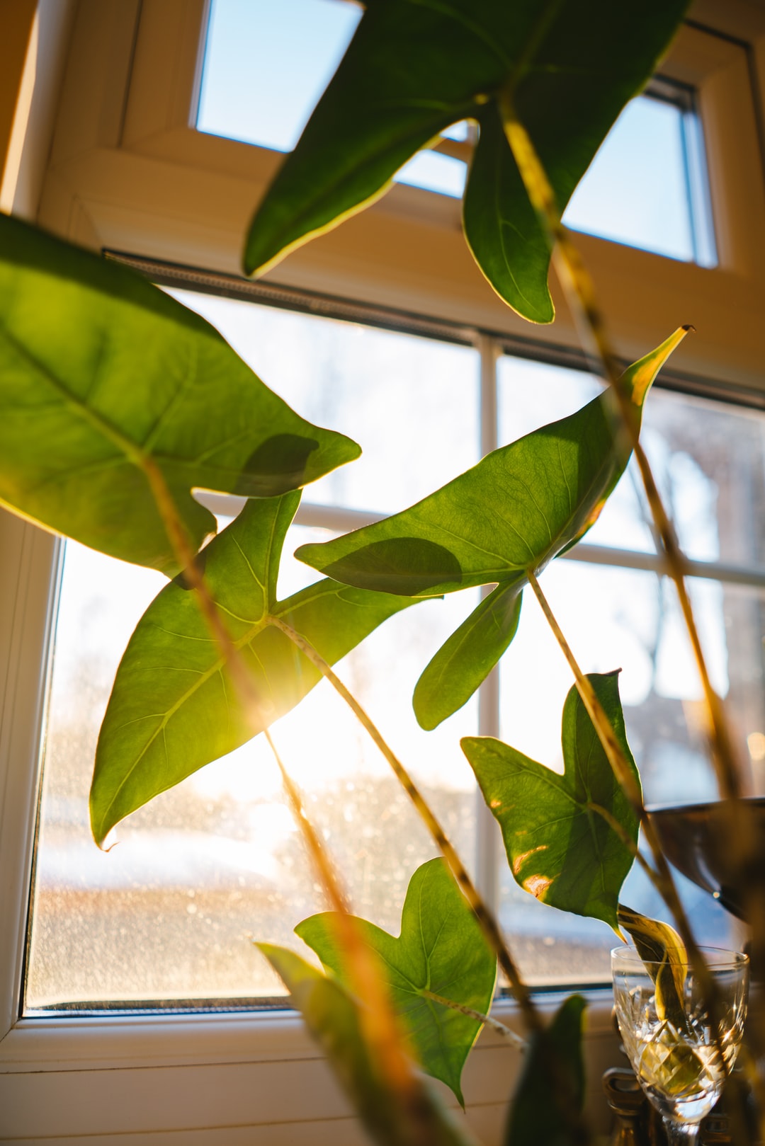 Xenophobe