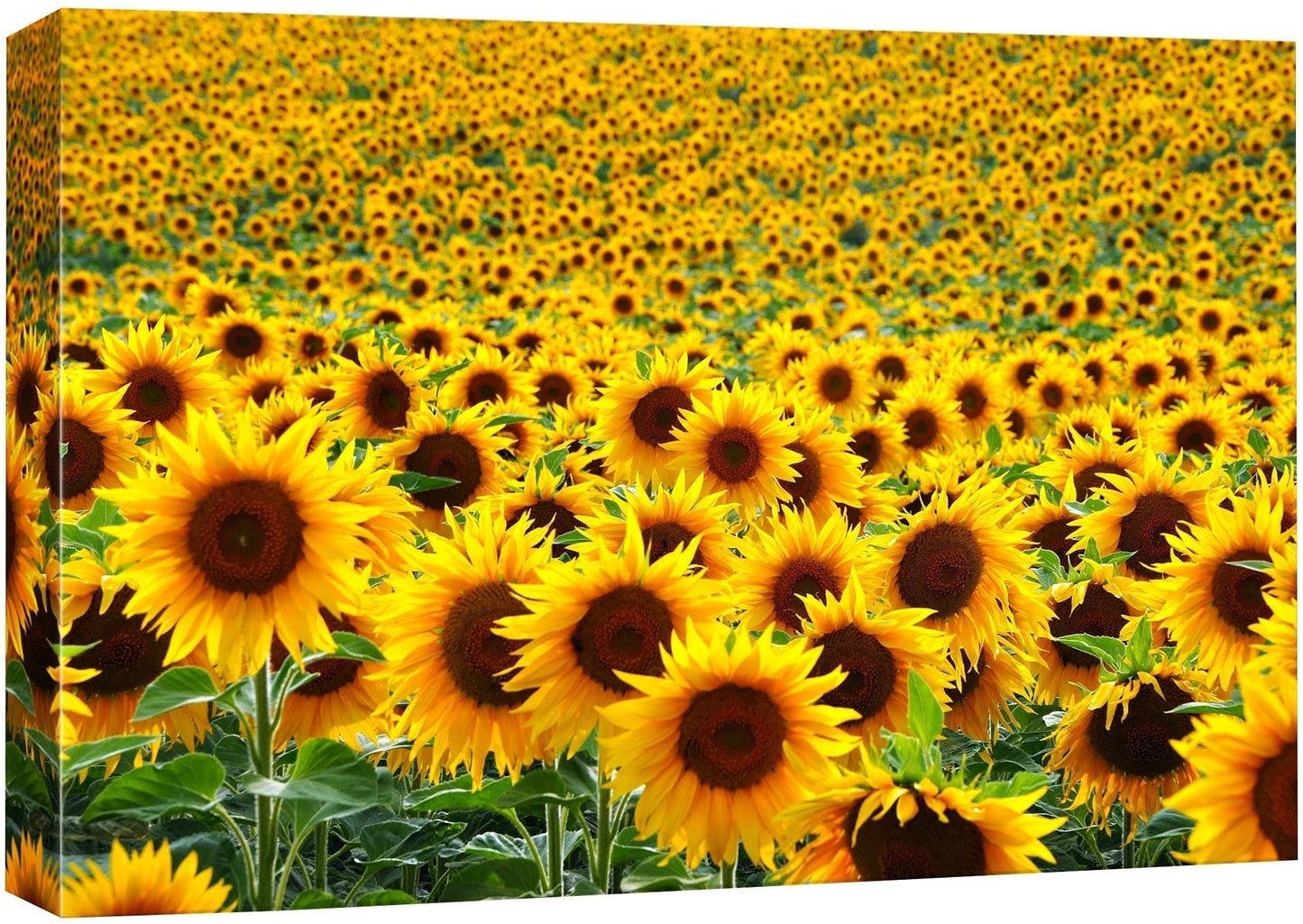 Wall26 Canvas Wall Art for Living Room,Bedroom Home Artwork Paintings Sunflower Ready to Hangv, Size: 32 x 48